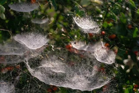 Complex tiered web on a bush with red berries Stock Photos