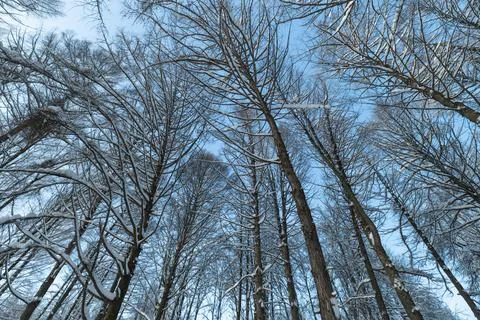 Complex tree design, Detailed branches in winter, Geometric frostcovered tw.. Stock Photos