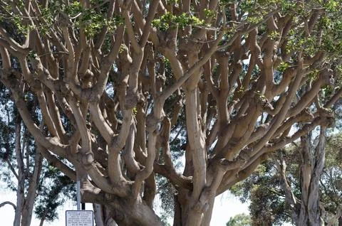 Complex twisting tree branches with textured bark and fresh green leaves under Stock Photos