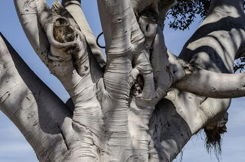 Complex twisting tree branches with textured bark and fresh green leaves under Stock Photos