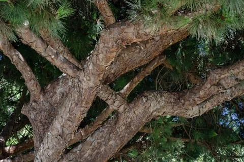 Complex twisting tree branches with textured bark and fresh green leaves under Stock Photos
