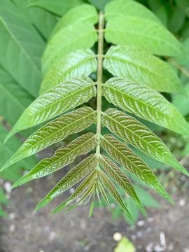 A complex type of leaf of a vinegar tree plant during the growing season. Stock Photos