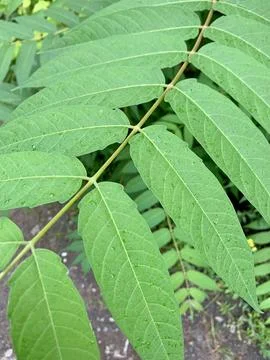 A complex type of leaf of a vinegar tree plant during the growing season. Stock Photos