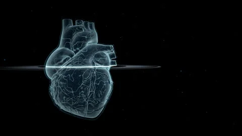 Complex Vascular Network Scan, 4K ProRes Stock-Footage 336363463