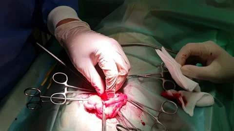 Complex veterinary surgery on a dog Stock Footage 132418700