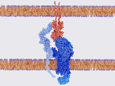 Complex within a MHC II-antigen, a T cell receptor and CD4. Stock Illustration