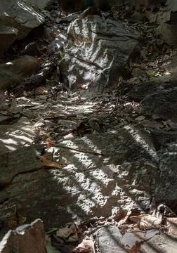 The complexity of natural light and shadow passing through trees and hittin.. Stock Photos