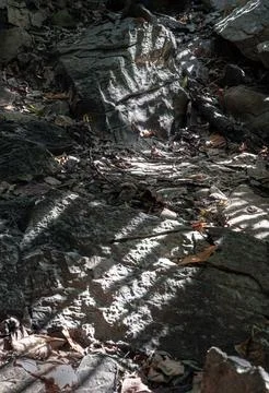 The complexity of natural light and shadow passing through trees and hittin.. Stock Photos