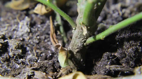 The complicated life of ants Stock Footage 25614235