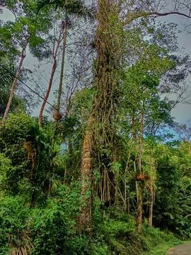 Complicated trees Stock Photos