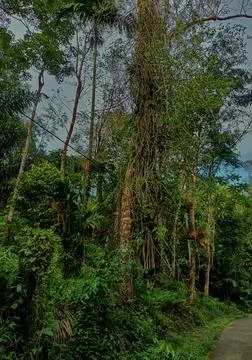 Complicated trees Stock Photos