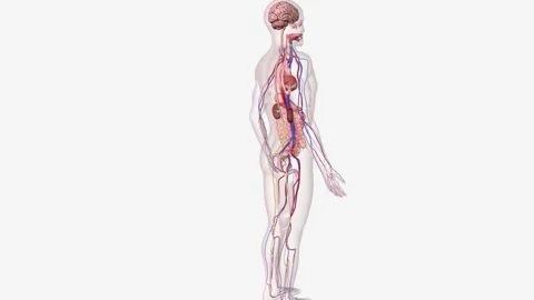 Complications of Type 2 Diabetes 3d Stock Footage 244528835