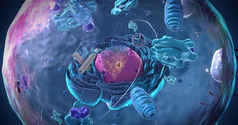 Components of an eukaryotic cell, nucleu... | Stock Video | Pond5