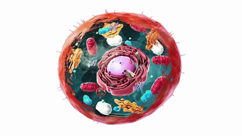 Components of Eukaryotic cell, nucleus and organelles - 3d illustration Stock Footage 315707945