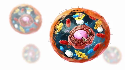 Components of Eukaryotic cell, nucleus and organelles - 3d illustration Stock Footage 315712897