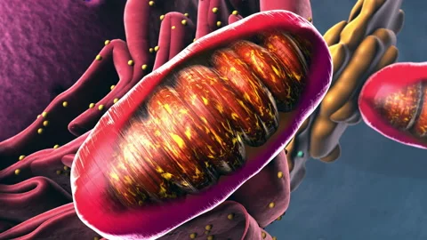 Components of Eukaryotic cell, nucleus and organelles - 3d illustration Stock Footage 315720598
