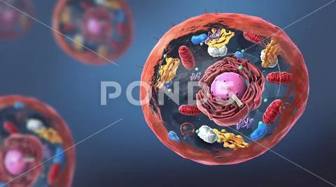 Components of Eukaryotic cell, nucleus and organelles and plasma ...