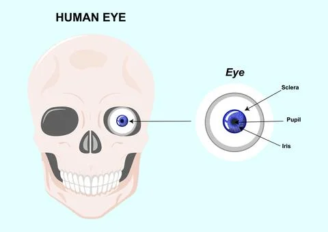 Components of the human eye. Vector Illustration of human eye anatomy Stock Illustration