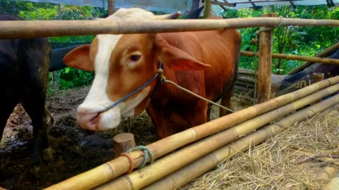 Compose video 1747464835616 Video stock 309368448