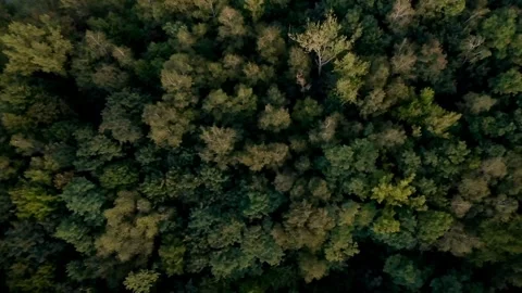 Compose video 1788291290850 Stock Footage 344339529