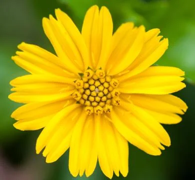 Compositae flower closeup Stock Photos