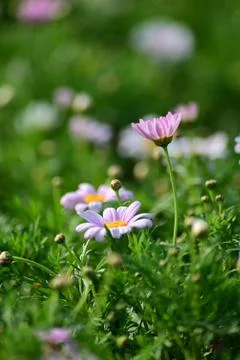 Compositae Flower Stock Photos