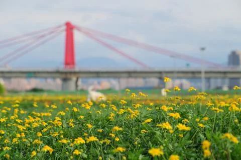 Compositae Flower Stock Photos