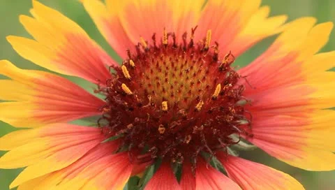 Compositae plants flower Stock Footage 11168021