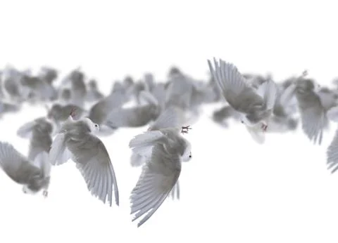 Composite of a beautiful white doves in flight over white background Illustrazione stock