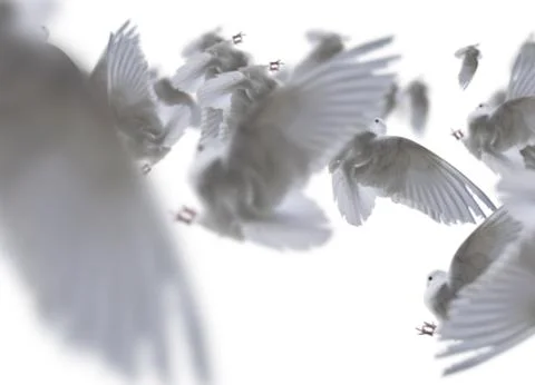 Composite of a beautiful white doves in flight over white background Stock Illustration