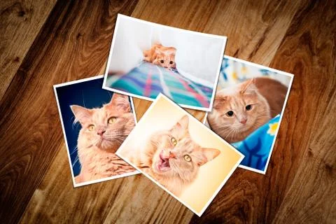 Composite empty photo frame with four cat photos Stock Photos