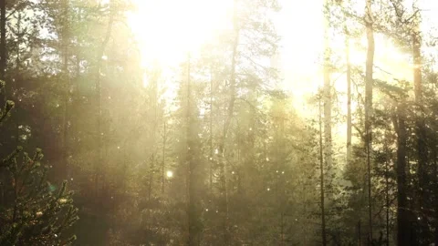 Composite features a fantasy forest scenery with glowing light and trees Stock Footage 160669257