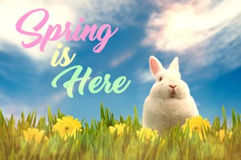 Composite image of digital image of rabbit sitting on grass Stock-Fotos
