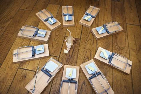 Composite image of a mouse surrounded by mouse traps eating cheese from one of Stock Photos
