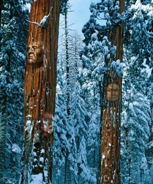 Composite image of native American Indian faces appearing on tall trees Stock Photos