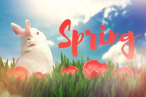 Composite image of rear view of cute rabbit Stock-Fotos