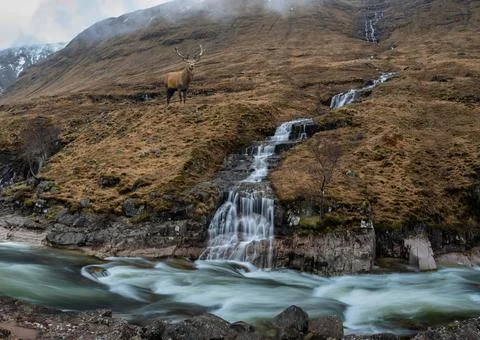 Composite image of red deer stag in Stunning Winter landscape image of River Stock Photos