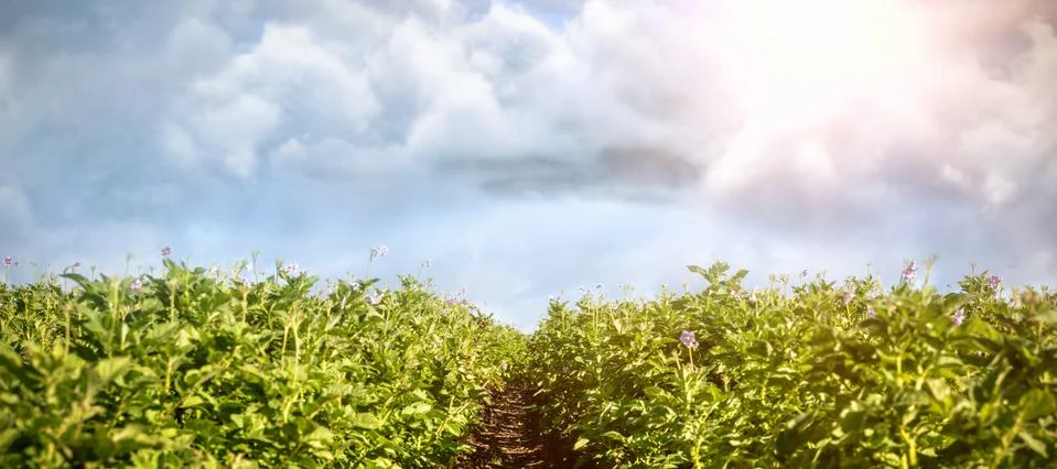 Composite image of vector image of cloud Stock Photos