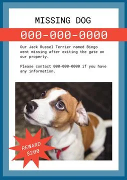 Composite of missing poster of jack russel terrier dog with information, numbers Stock Photos