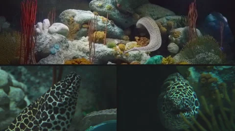 Composite of Moray Eel Swimming Back to its Home and Resting in a Coral Cave Video stock 46231243