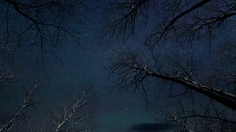 Composite time lapse video of a stary night sky behind large leafless trees.  Stock Footage 255543702