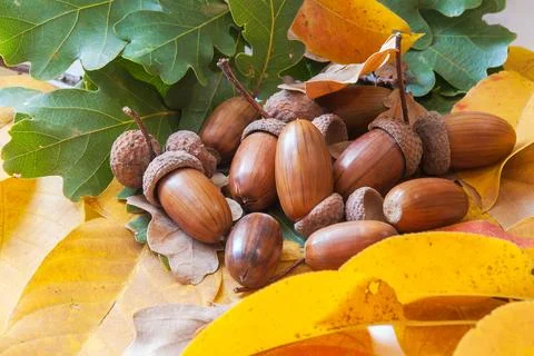 Composition of acorns from oak Stock-Fotos