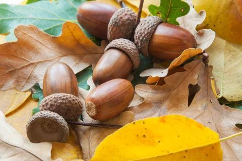 Composition of acorns from oak Stockfoto's