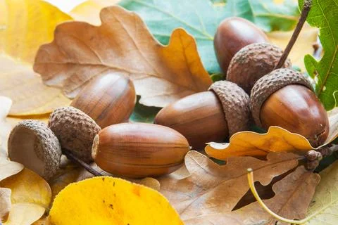 Composition of acorns from oak Stock Photos