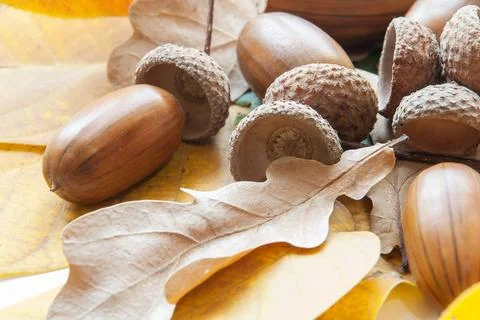 Composition of acorns from oak Stock Photos