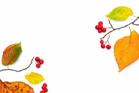 Composition and pattern of autumn leaves and red Rowan berries on a white bac Stock Photos