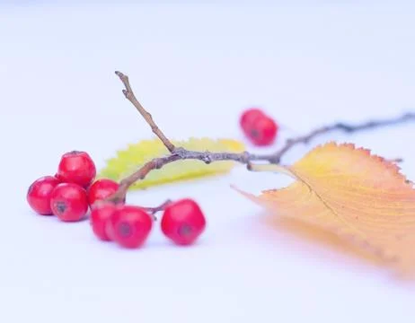 Composition and pattern of autumn leaves and red Rowan berries on a white bac Stock Photos