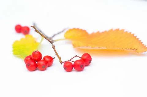 Composition and pattern of autumn leaves and red Rowan berries on a white bac Stock Photos