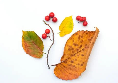 Composition and pattern of autumn leaves and red Rowan berries on a white bac 스톡 사진