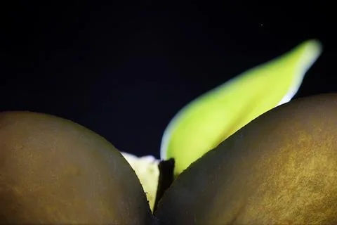 Composition with apple slices on a black background. A slice of apple with .. Stock Photos